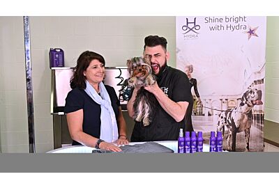 Yorkshire Terrier grooming routine with Hydra