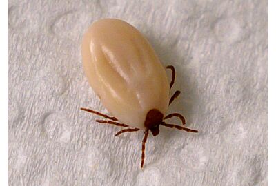 Ticks are there again to bug you