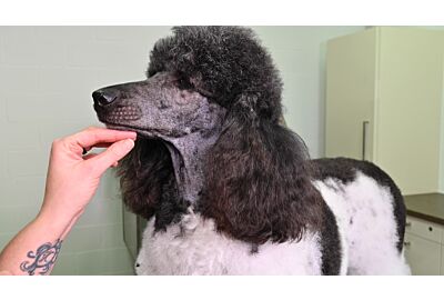How to clip a standard poodle's face