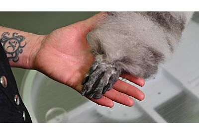 How to clip a standard poodle's feet