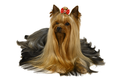 How to make a Yorkshire Terrier top knot