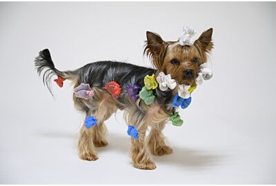 Yorkshire Terrier coat maintenance between dog shows
