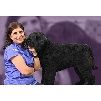 Kitty Talks Dogs - Mastering Bouvier des Flandres Grooming: A Show Ring Preparation Guide