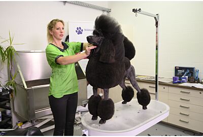 Standard Poodle Continental Clip with Lienke Luthart