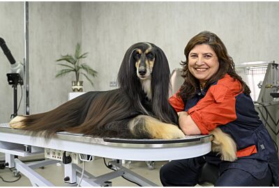 Kitty Talks Dogs - Grooming Isis the Afghan Hound