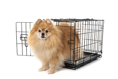 The dog and its cage