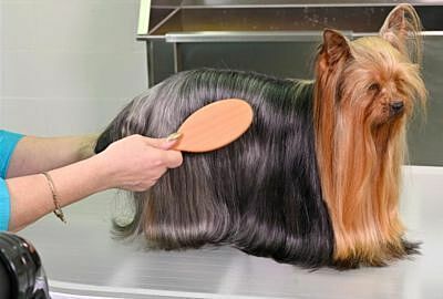 Kitty’s Show Season Essentials 