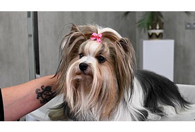 How to put a ponytail in a long haired dog