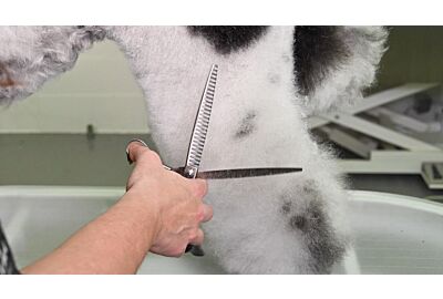 Grooming Tips - 3 types of thinning scissors for dogs
