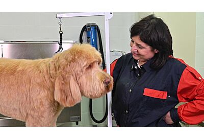Kitty Talks Dogs - grooming Stan the Labradoodle