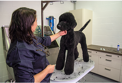 Kitty Talks Dogs - Grooming Jack the Standard Poodle