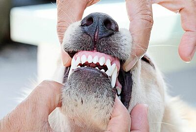 Tips for a healthy dog mouth