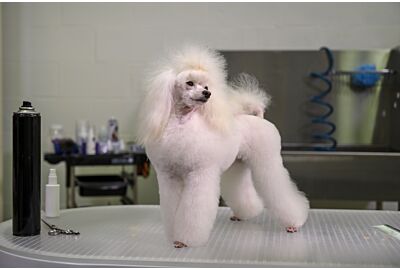 Kitty Talks Dogs - Grooming Jazz Lynn the Toy Poodle