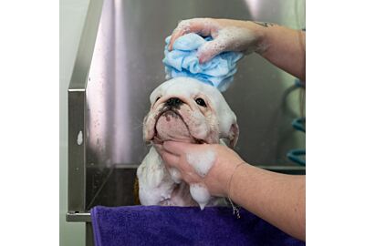 Washing a dog: far from being a cat-lick!