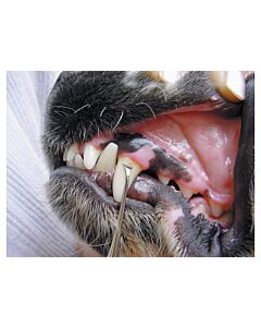 Show Tech Toothscaler Single Left Teeth Cleaning Product