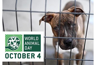 Journée mondiale des animaux - nous nous en soucions!