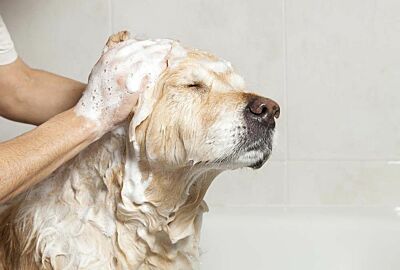 Combien laver son chien ?