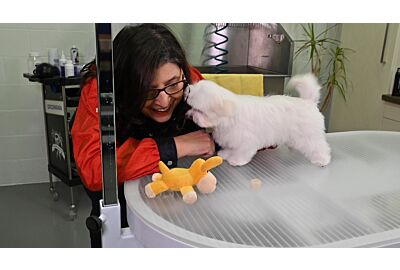 Kitty Talks Dogs - Toilettage d'Odette le Chiot Maltais