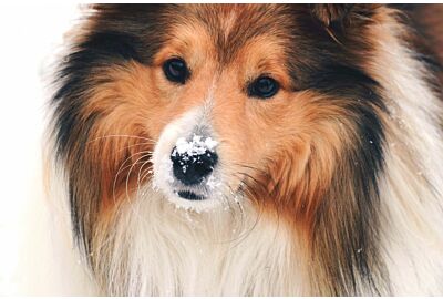 Je hond verdient dit beetje extra winter-CARE